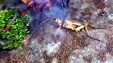 El Insecto que DISPARA Ácido Hirviendo 💥 #Shorts