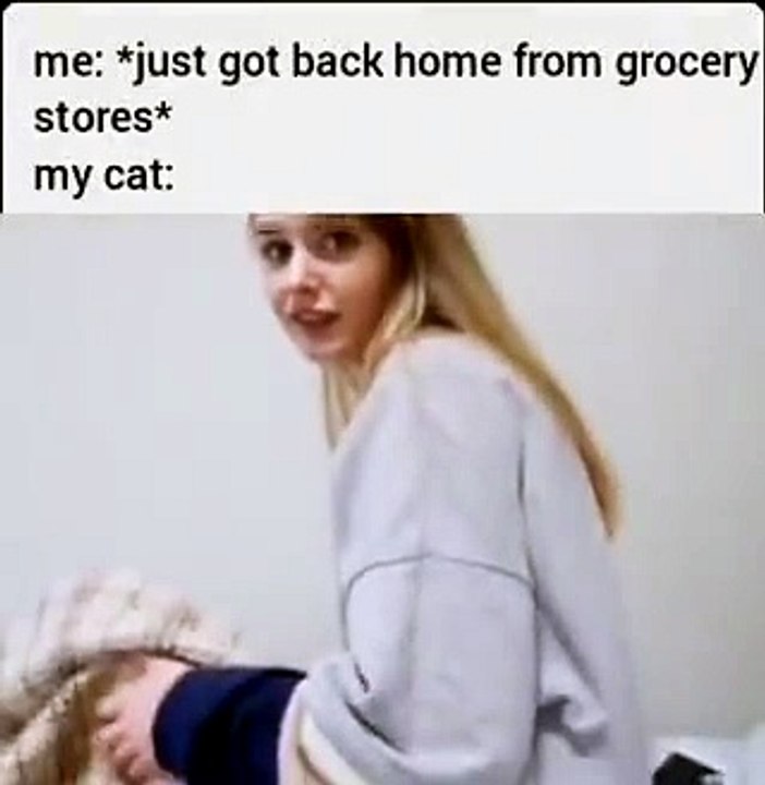 Just some cat behaviour - video Dailymotion