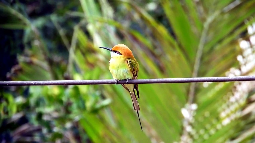 Musique Relaxante de la Nature 🐦 Oiseaux et Sons Apaisants