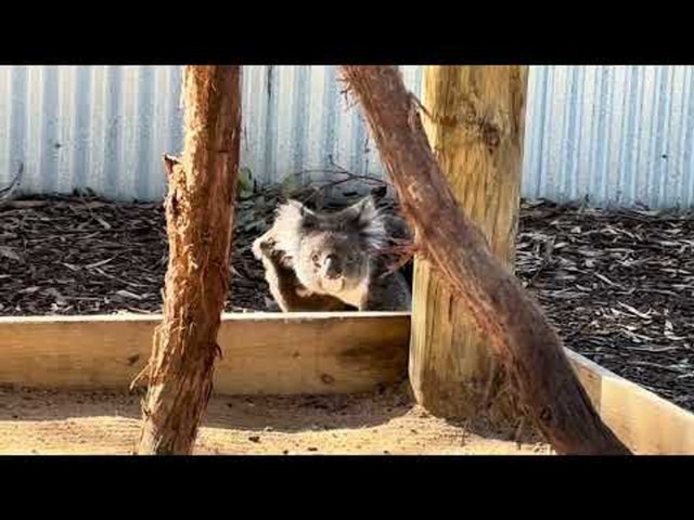 Mother Koala Scales Wooden Post With Joey on Her Back