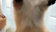 Funny Cat & Dog Videos 😻 Adorable Dancing Cats & Dog #funny #viral