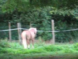 Haflinger pré