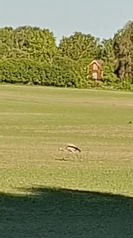 Crane Walks Weirdly Before Flying Away