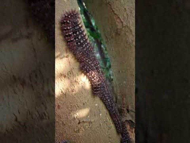 Passerby Spots Huge Cluster of Caterpillars on Countryside Tree