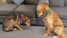 Golden Retriever Helps Anxious Rescue Feel Safe for the First Time