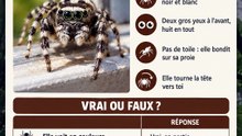 La petite araignée qui saute sur ta fenêtre : elle te regarde vraiment