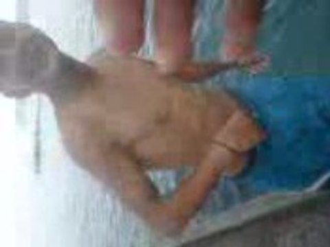 ptit delire entre amis au dellec