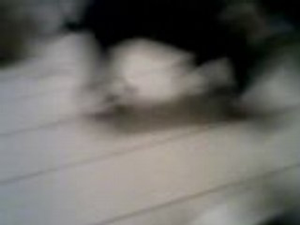 rottweiler en plein jeu