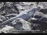Iguanas Galapagos Tours Video