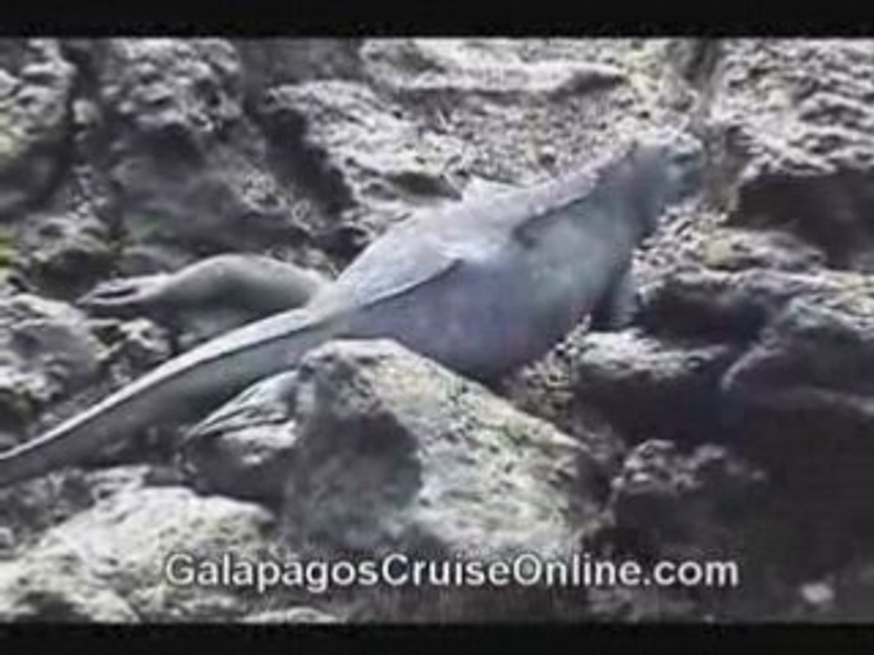 Iguanas Galapagos Tours Video