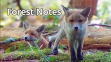 Hidden Forest Camera Captures Fox Pups Emerging From the Den