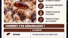 Piqûres aux chevilles en automne ? Le chauffage réveille les puces