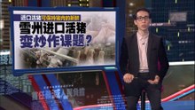 不准养  雪州进口猪也引反弹？  巴生港口渔民协会：活猪装载过程 恐引发港口卫生问题