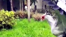 Saanp Ka Shikar Karne Wala Anokha Bird | Amazing Secretary Bird Facts in Hindi & Urdu