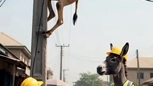 Replying to _umarfarukabubak422 Rakumi yasha kasa Ku nemomin Madara _hausatiktok _foryoupage _hausacomedy _arewa__tiktok _aitrend _MR D BOY _Dangaske 001(MP4
