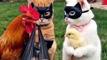 Cat_s Deal Gone Wrong 😂hahaha🐈🐓🥚😜😜😜😂😂😂🤣🤣🤣😀😀😀...... _funnycats _catcomedy _dealsoftheday _funnypets _fyp(MP4)