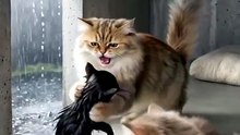 _cutecat _cataivideo _catcartoon _catstory (MP4)