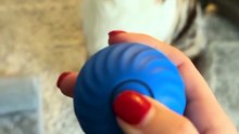 Self-Rolling Pet Ball for Cats & Dogs – Interactive Toy