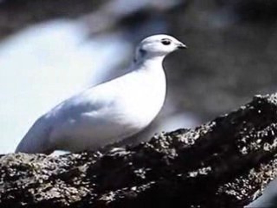 Vie des Animaux Sauvages avec la Musique du "Love story"