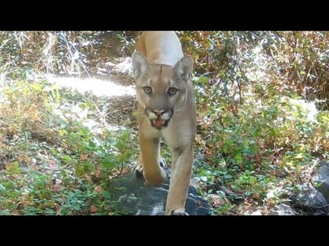 Trail Cameras Reveal Bears and Big Cats in National Forest