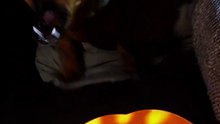 Wrong House, Ghost! 👻 | Andrea McRae | Halloween Dachshund Short