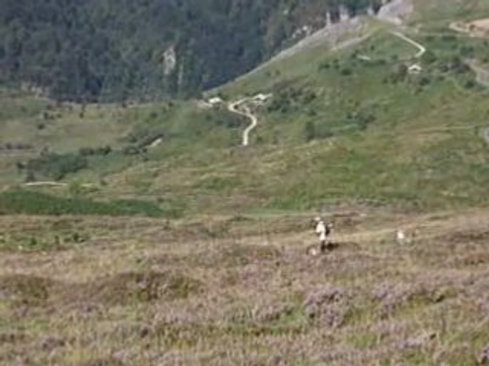 Ultece du bois de l'henchy point le 30 Aout 2008 au Soulor