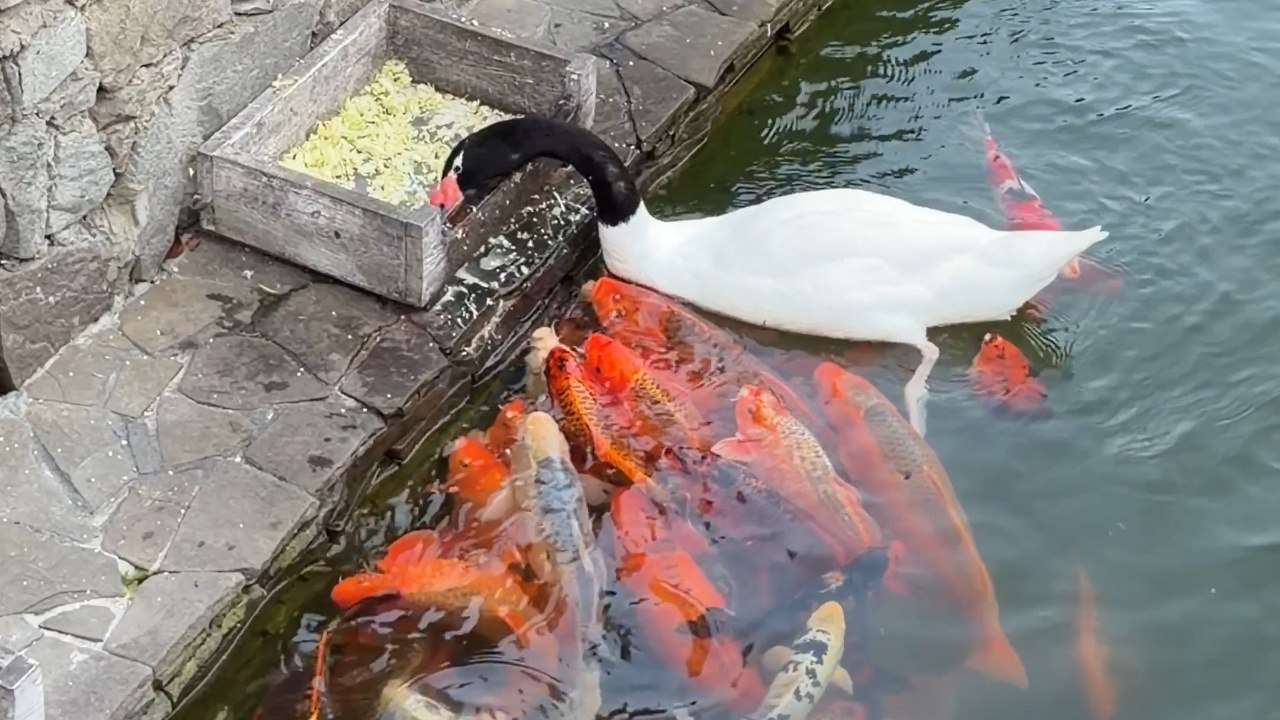 Duck Shares Food With A School Of Fish At The Edge Of The Water - video ...