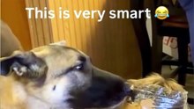 Top 5 Funniest Dog Videos That Will Make You Laugh | Try Not To Laugh Dogs Compilation