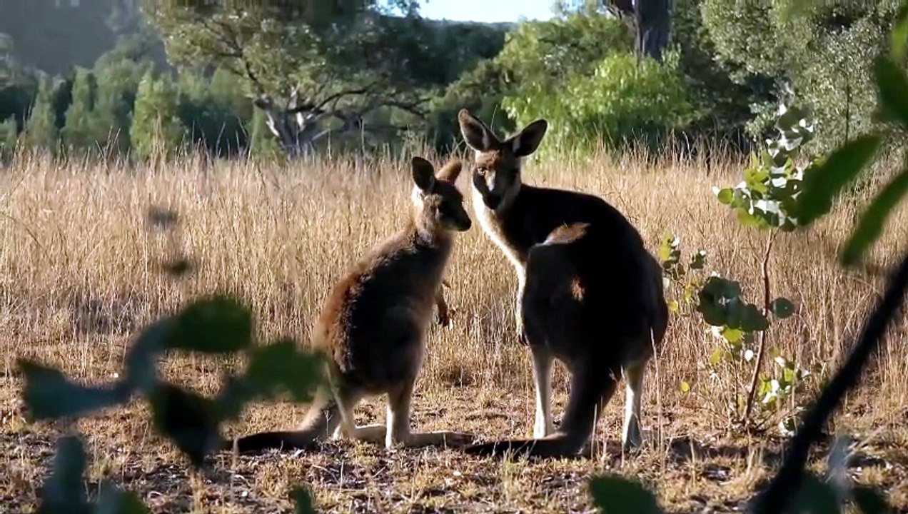 From Pouch to Foot @ Secret Life of the Kangaroo - video Dailymotion