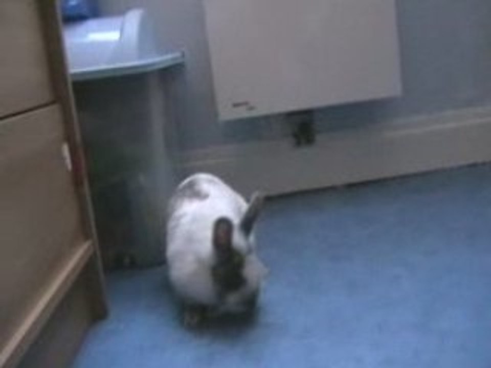 Louna ma petite lapine