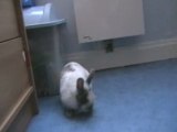 Louna ma petite lapine