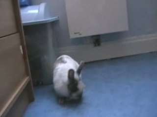 Louna ma petite lapine