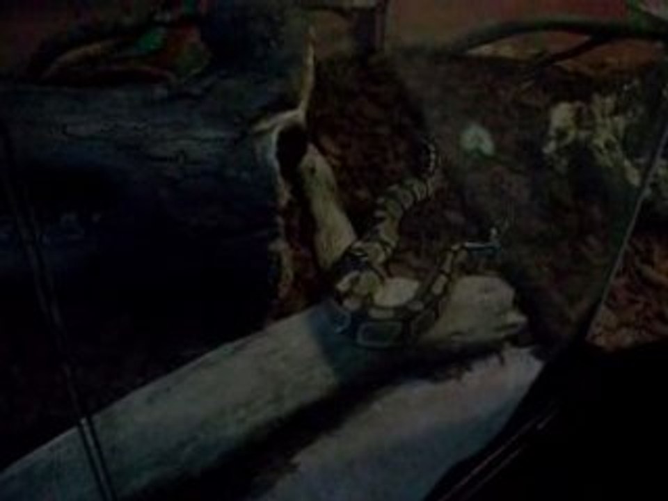 Serpent 2
