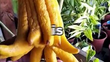 You SHOULD EAT these FRUITS—fruits with the most vitamins #viral #facts #fyp #health #fitness