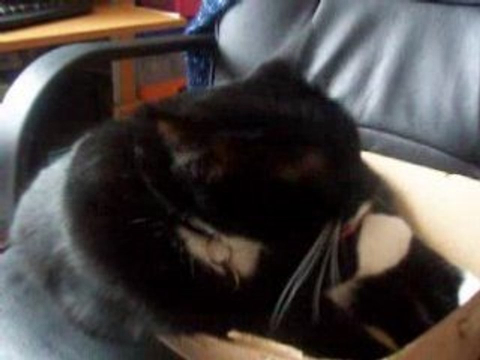 Mon chat dans son carton !