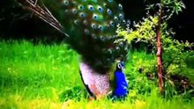 हरे-भरे जंगलों में राष्ट्रीय पक्षी मोर का नृत्य! Peacock Dance Short 🦚🌿✨