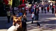 من الحياة الفاخرة إلى الشارع بين الذئاب… هل تنجو الكلبة الصغيرة؟ 😨🐶