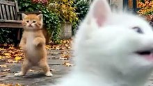 Funny Cat & Dog Videos 😻 Adorable Dancing Cats & Dog