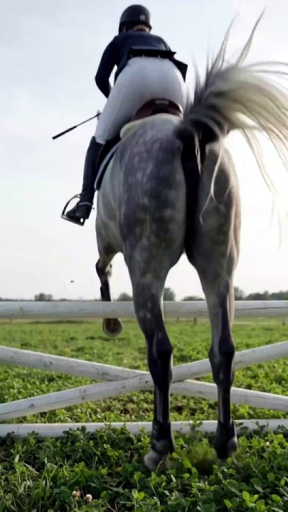 🐎 LOOK UP! Horse Jumping Right Over The Camera! - video Dailymotion