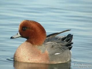 Je collectionne des canards