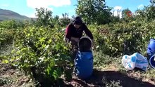 Pekmez için dağları deliyorlar