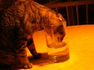 mon chat a soif!!!!!!