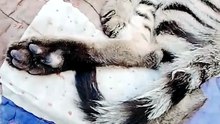 My lovely cat 🐈