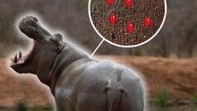 C’est quoi ce liquide sur la peau de l’hippopotame ? #hippopotame #soleil #afrique #animaux #nature