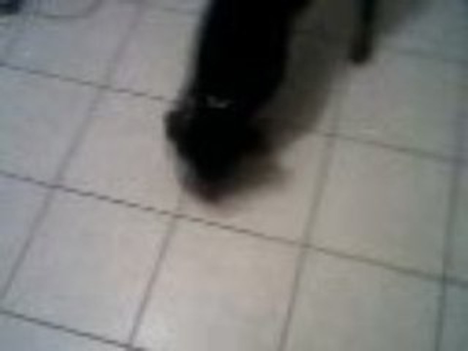 cassie  le rototo joueur