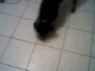 cassie  le rototo joueur