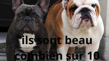 Les 2 mignons bouledogues