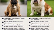 Les bouledogues