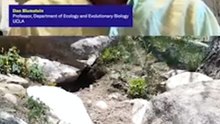 Des scientifiques créent un OnlyFMarms... pour des MARMOTTES ! 🦫 #documentary #animaux #animals