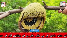 ضلع سانگھڑ کی خوبصورتی اور تاریخ | اچرو تھر، بوطار جھیل اور چوٹیاری ڈیم | Sanghar Tourism 25-10-2026